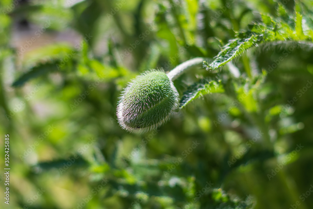 Mohn