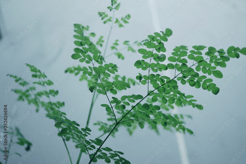 Fototapeta premium Illuminated leaves by the sun in the afternoon