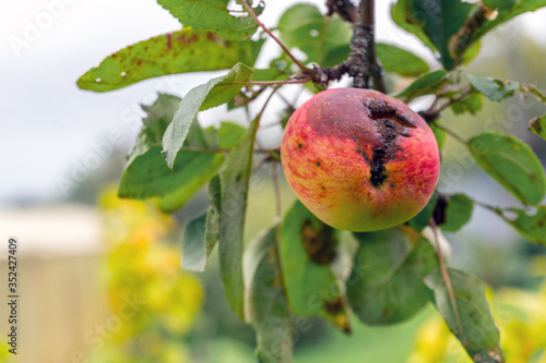 Branch of Apple tree with rotten hole by ripe reddened Apple. Crop damage by pests or birds. Autumn natural background