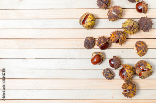 Ripe brown aesculus hippocastanum and nuts in prickly shell are scattered on light wooden background with copy space and place for text, design. Flat lay