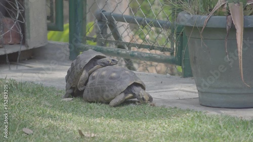 Two red-footed tortoises mating in a house garden photo