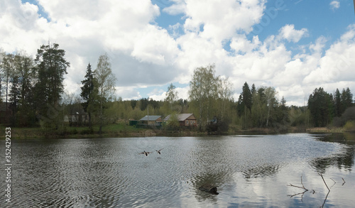 Fototapeta Naklejka Na Ścianę i Meble -  Ducks flying over the river. natural landscape
