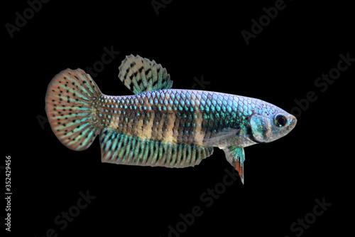 Wild Betta Alien  Female or Plakat Fighting Fish Splendens On Black Background.