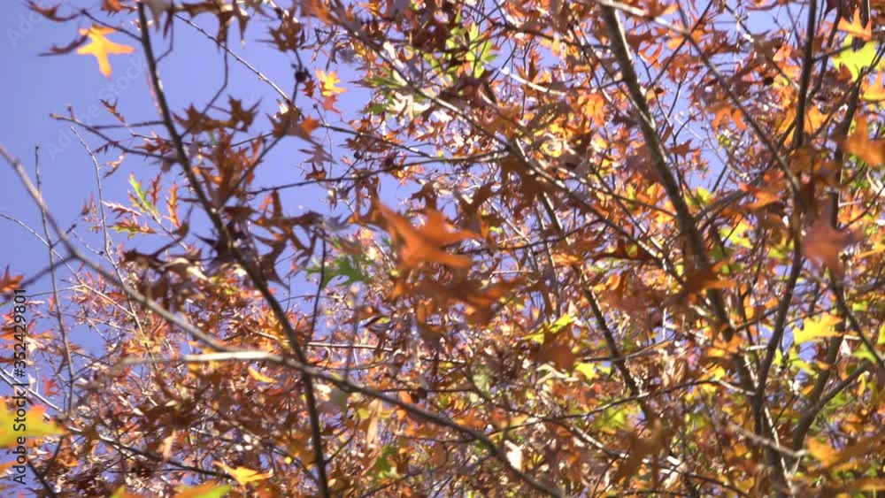 Camera Pans Over Red, Yellow And Orange Autumn Leaves On A Tree in The Morning Light Camera Pans Over Red, Yellow And Orange Autumn Leaves On A Tree in The Morning Light