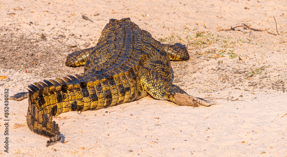 Fototapeta premium Nile crocodile (Crocodylus niloticus) in the Chobe National Park, Botswana