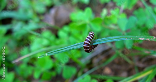 A millipede with black and white stripes on a green grass macro . photo