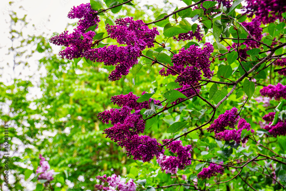 Spring branch of blossoming lilac, Green branch with spring flowers. Lilac flowers on tree in garden. Spring branch of blossoming lilac, Green branch with spring flowers. Lilac flowers on tree in garden.