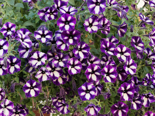 Petunia (x) hybrida | Garten-Petunie ‘Grape Star’ mit Kronsaum creme farbe auf lila Hintergrund 
