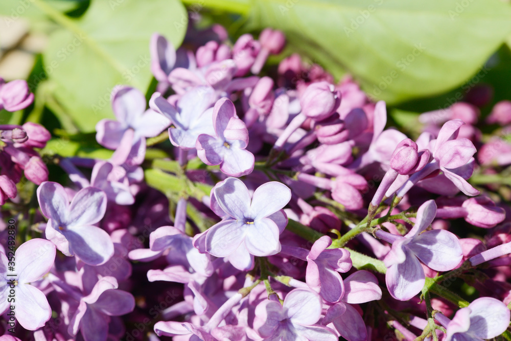 common lilac flowering in the garden in springtime common lilac flowering in the garden in springtime