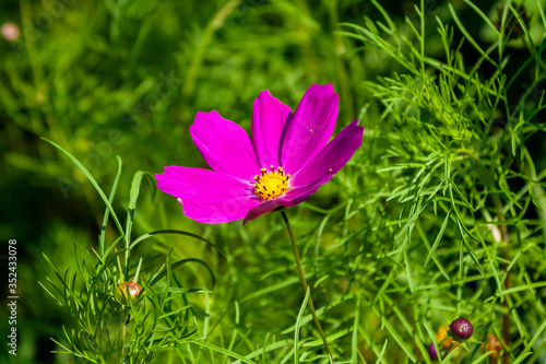 Summer flower in the grass