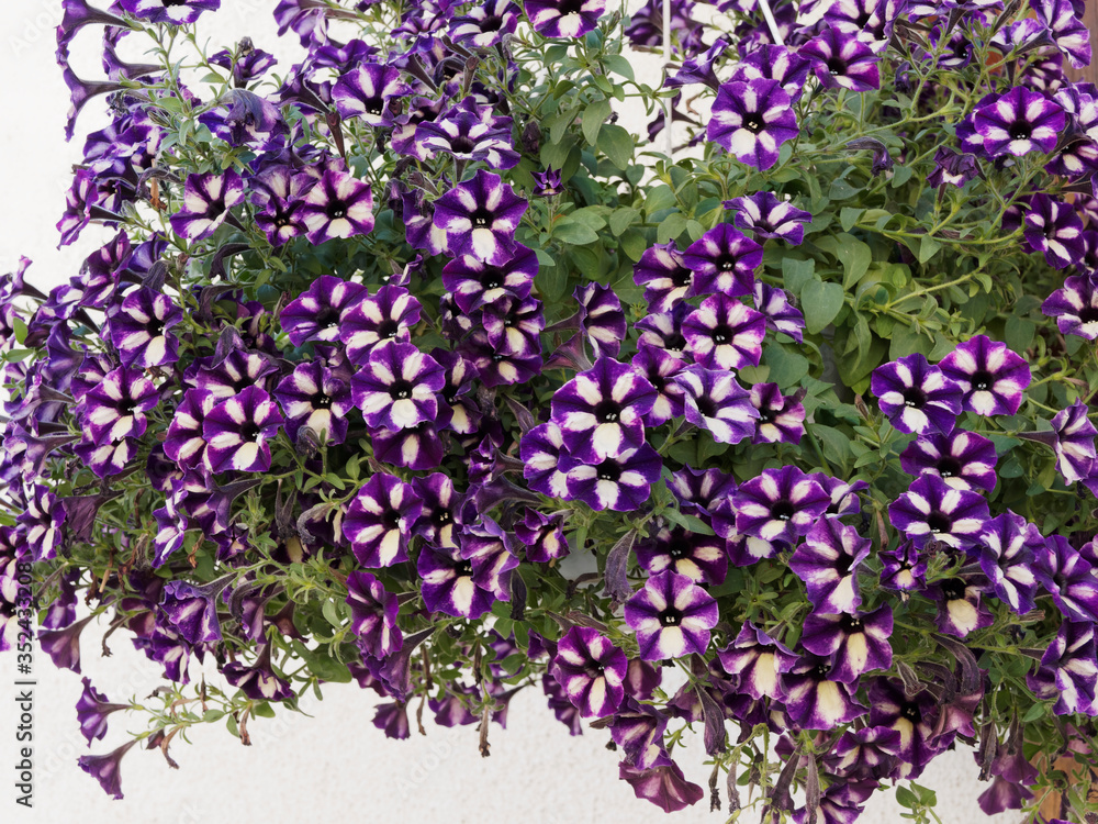 Petunia (x) hybrida | Garten-Petunie ‘Grape Star’ mit Kronsaum creme farbe auf lila Hintergrund 