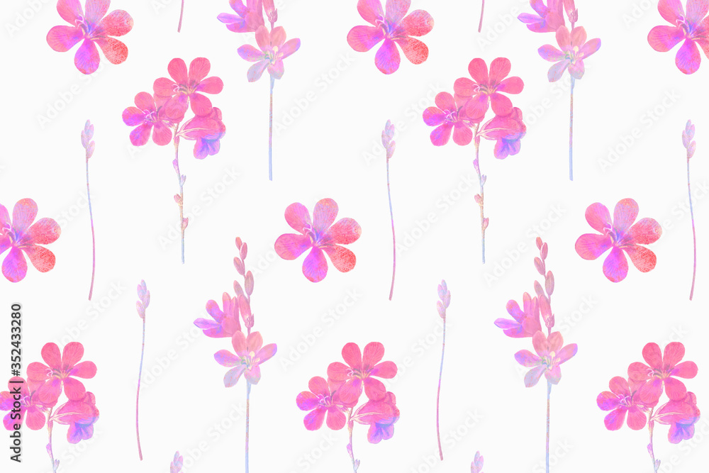 Pink flowers on a white background