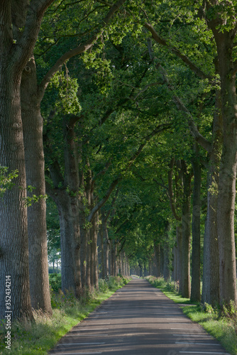 Lanestructure and dirtroad.  Oostvierdeparten. Maatschappij van Weldadigheid Frederiksoord Drenthe Netherlands. Beech trees.