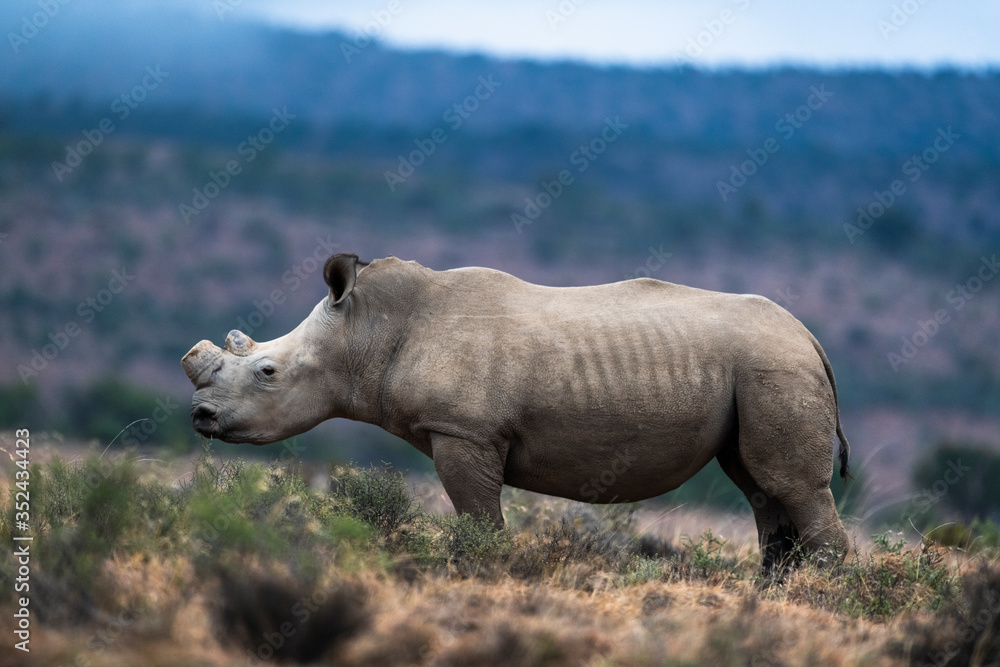 Dehorned white rhino bull