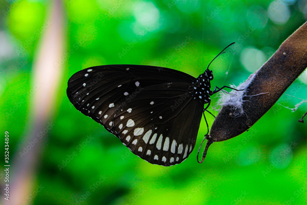 Obraz premium butterfly on a green leaf
