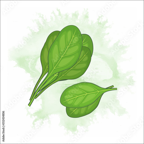 vector illustration of green spinach leaves