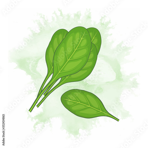 fresh green spinach leaves vector illustration