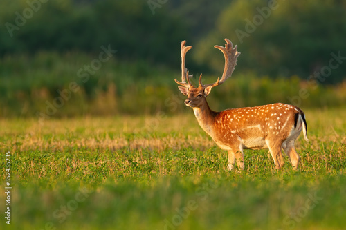 Tableau sur toile Male fallow deer, dama dama, stag with anglers in velvet on stubble field looking away with copy space
