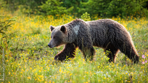 Powerful brown bear, ursus arctos, walking on a meadow with yellow flowers in wilderness. Dangerous wild animal in Carpathian mountains from side view.