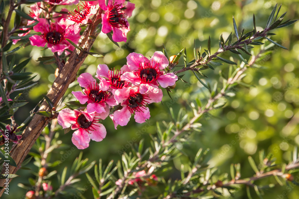 pink New Zealand teatree flowers in bloom with blurred background pink New Zealand teatree flowers in bloom with blurred background