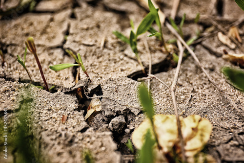 Dry soil with plants outdoors, closeup view