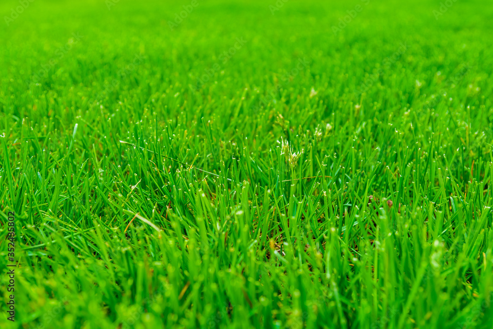 Background of the green grass. Eco concept. Selective focus Background of the green grass. Eco concept. Selective focus