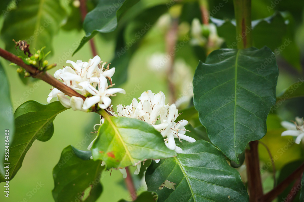 Obraz premium White coffee flowers in green leaves tree plantation close up