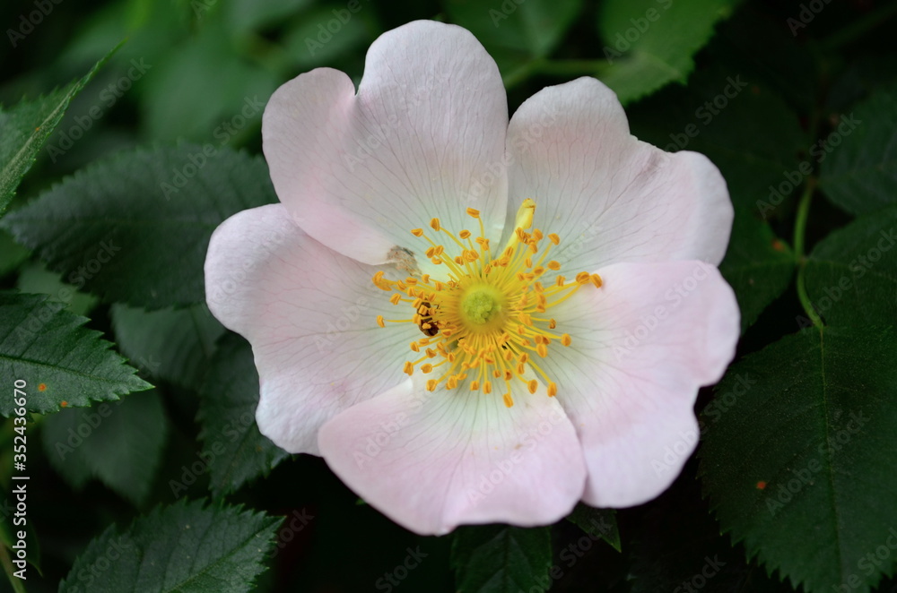 Beautiful rosehip flower with leaves Beautiful rosehip flower with leaves