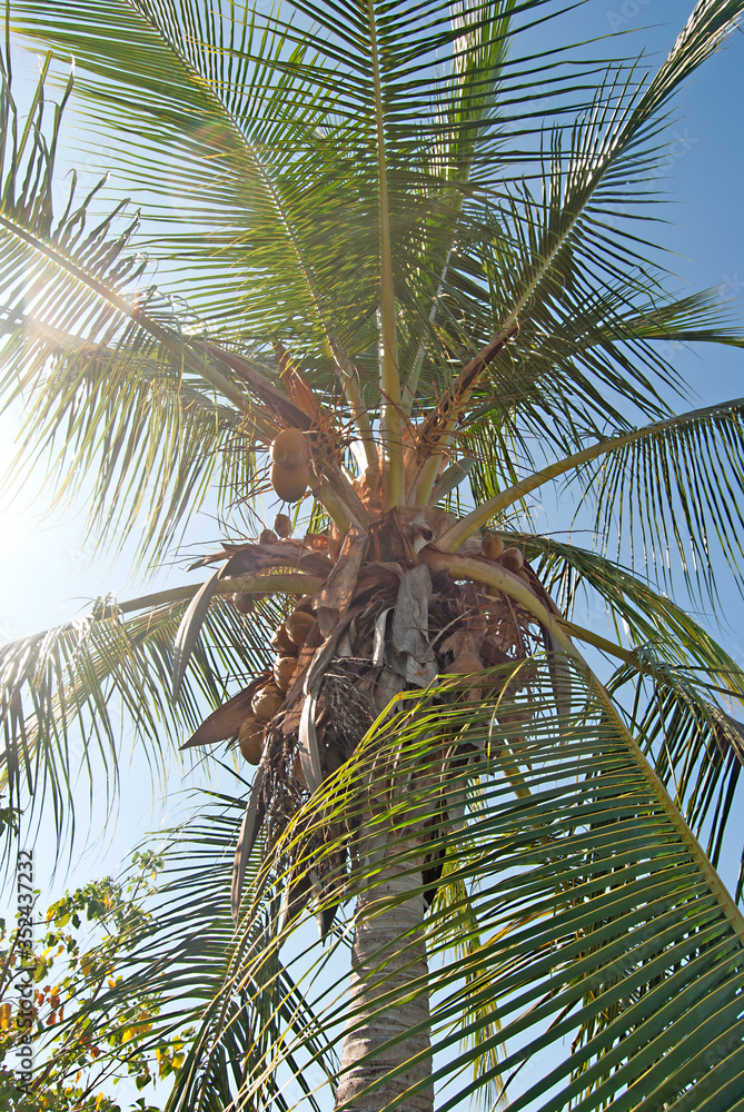 Obraz premium Single palm at the beach