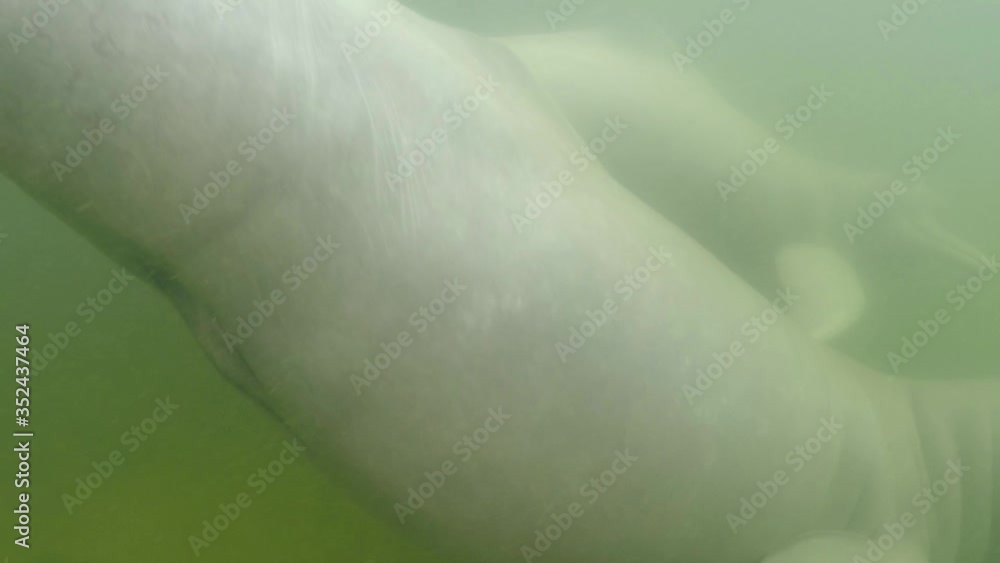Detail of reproductive organ (genital) of a river dolphin while it swims in the river, another one passes by Detail of reproductive organ (genital) of a river dolphin while it swims in the river, another one passes by