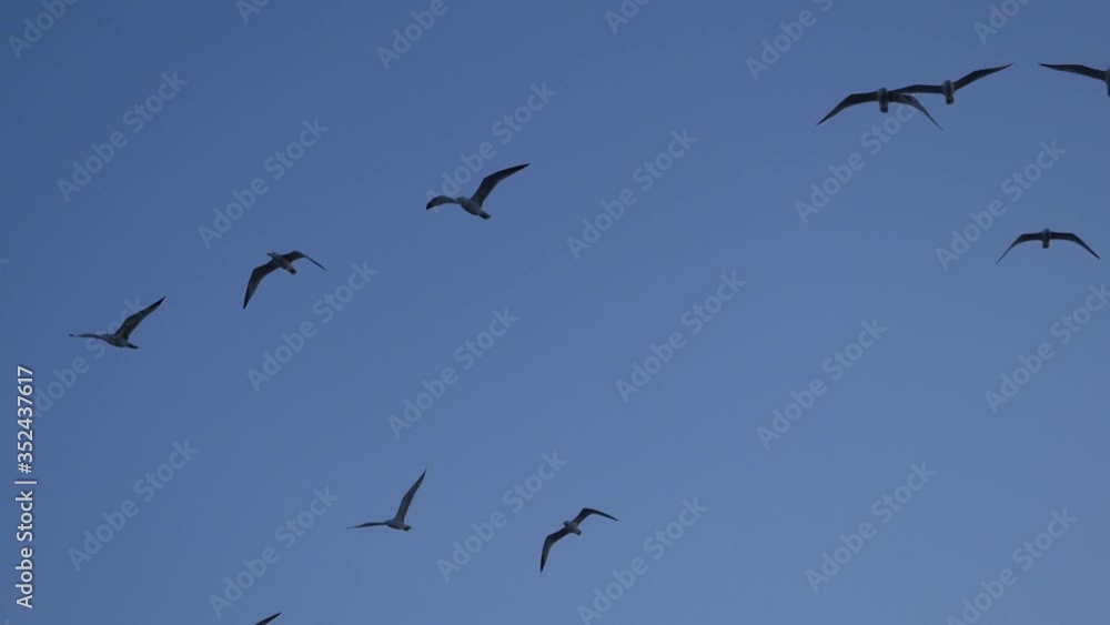 Dispersing flock of birds. Sea gulls flying in sunny blue sky, Algarve, Portugal Dispersing flock of birds. Sea gulls flying in sunny blue sky, Algarve, Portugal