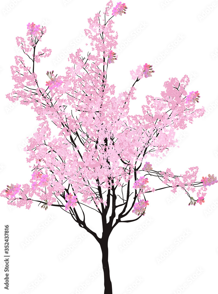 cherry small tree with pink flowers on white cherry small tree with pink flowers on white