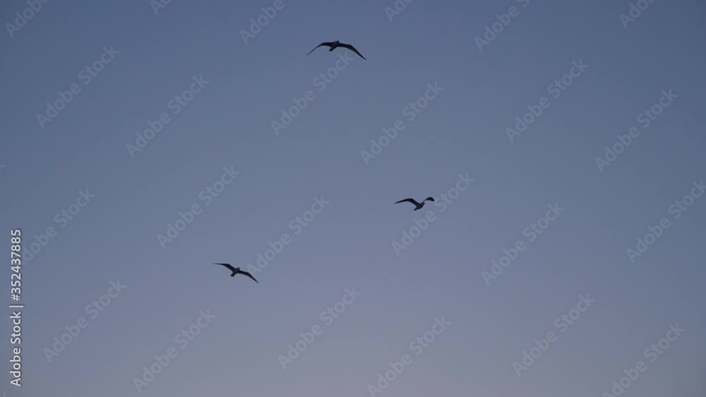 Birds flying above silhouetted tree by the beach at sunset, Algarve, Portugal Birds flying above silhouetted tree by the beach at sunset, Algarve, Portugal