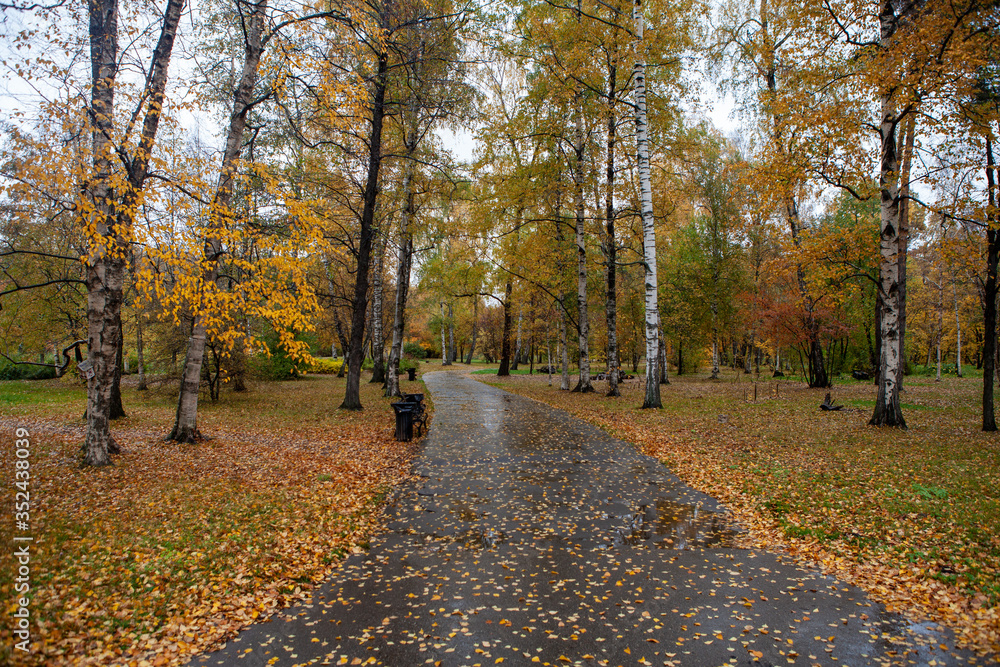 Fototapeta premium Autumn rainy day in the park.