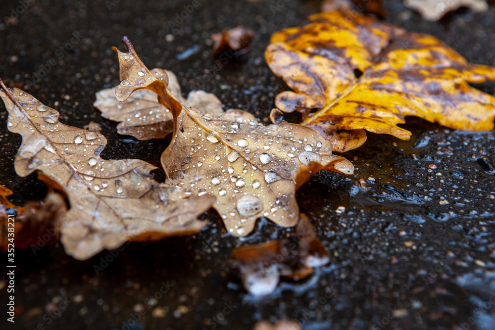 Dew on oak leaves. Fall. Dew on oak leaves. Fall.