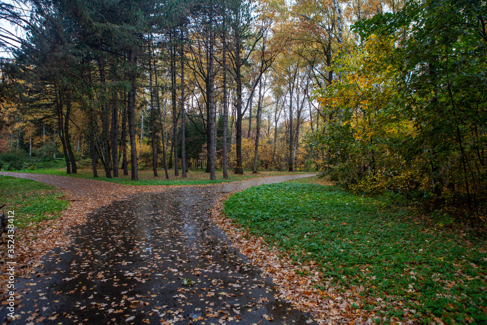 Autumn rainy day in the park. Autumn rainy day in the park.
