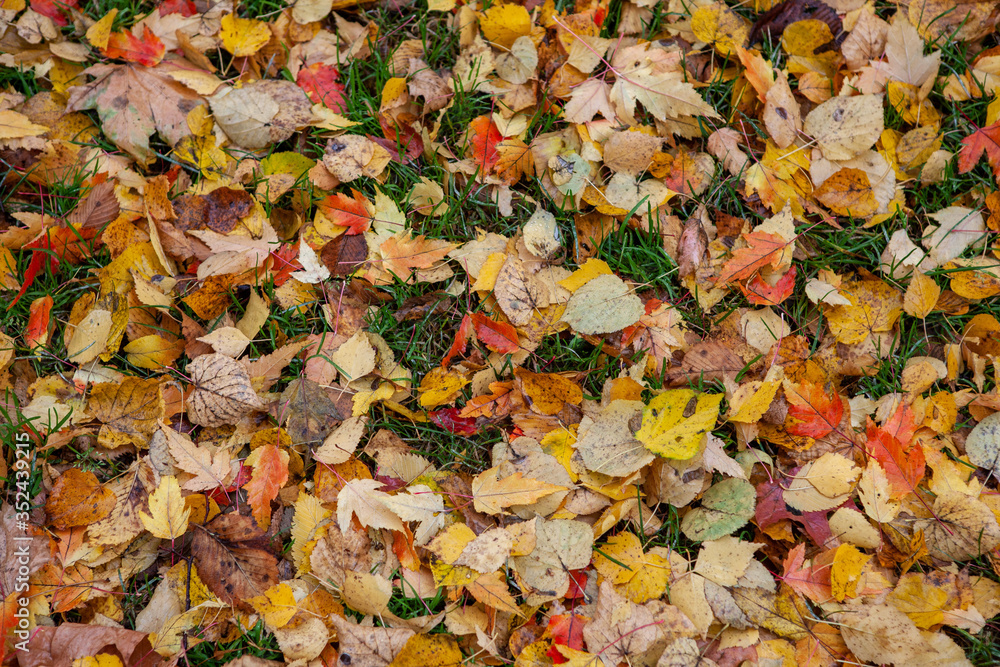 Yellow Autumn leafs on the ground. Yellow Autumn leafs on the ground.