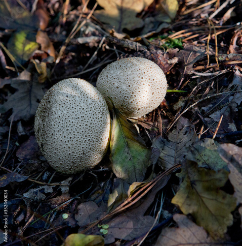 Mushrooms. Fall. Autumn. Vledderveen. Forest .  Maatschappij van Weldadigheid Frederiksoord Drenthe Netherlands. Oak. photo