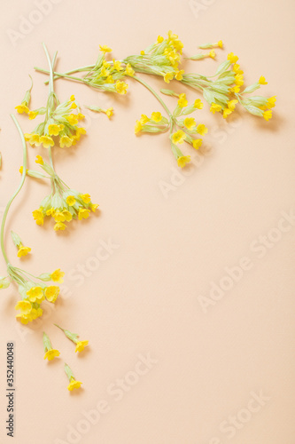 yellow primrose on orange paper background on paper background