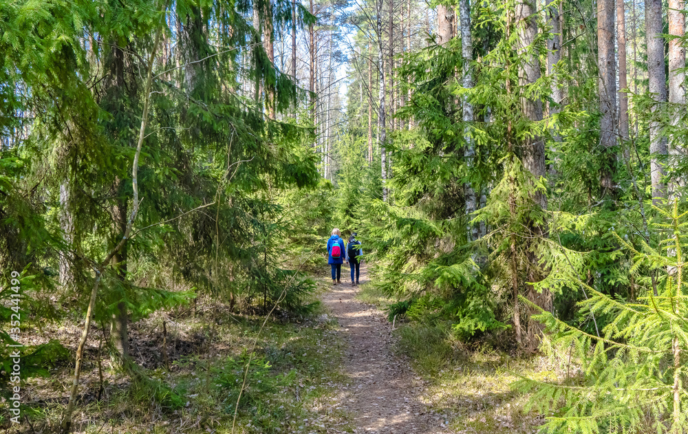 Two silhouettes of a man walking in a green coniferous forest.
