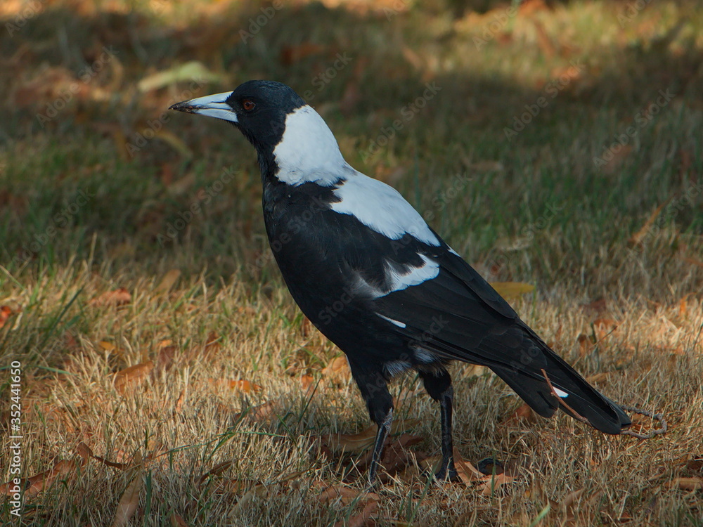 Australian magpie on North Island of New Zealand
Australian magpie on North Island of New Zealand