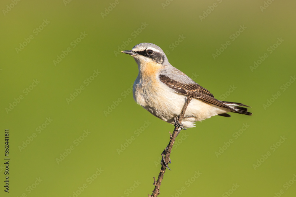 Common wheatear (Oenanthe oenanthe)