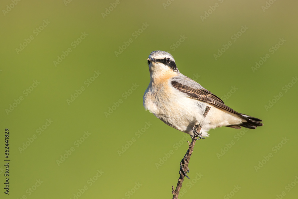 Common wheatear (Oenanthe oenanthe)