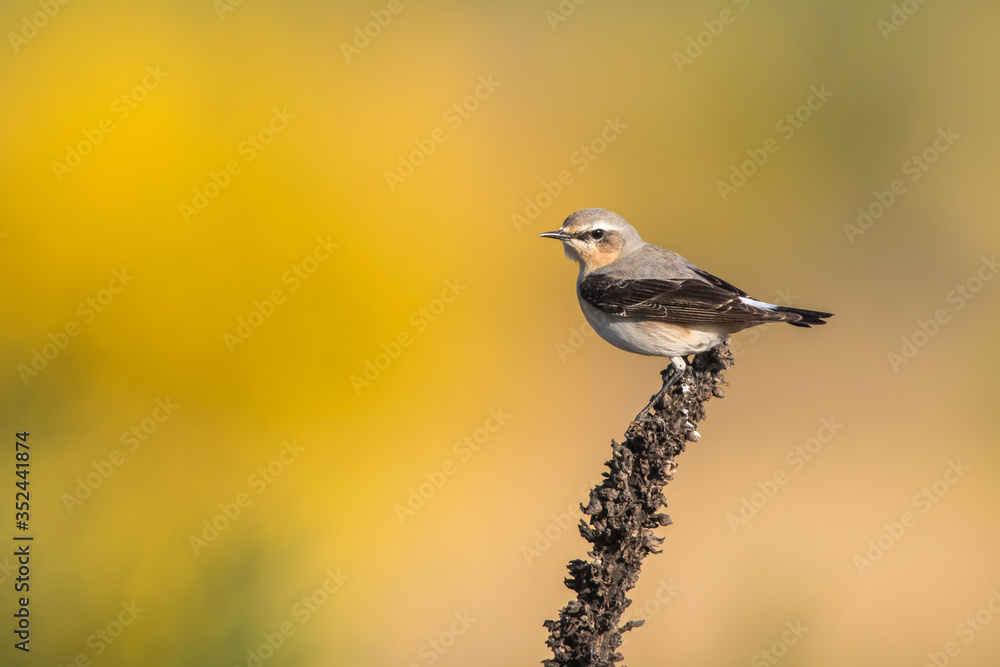 Common wheatear (Oenanthe oenanthe)