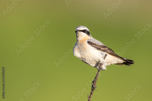 Obraz na płótnie Common wheatear (Oenanthe oenanthe) w salonie