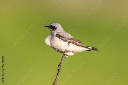 Obraz na płótnie Common wheatear (Oenanthe oenanthe) w salonie
