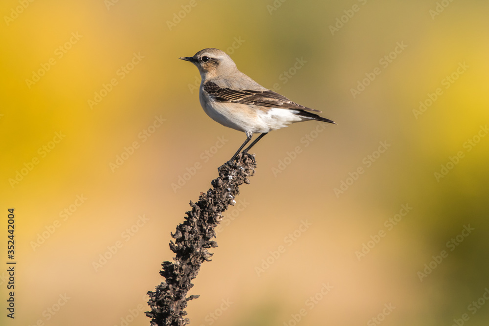 Common wheatear (Oenanthe oenanthe)
