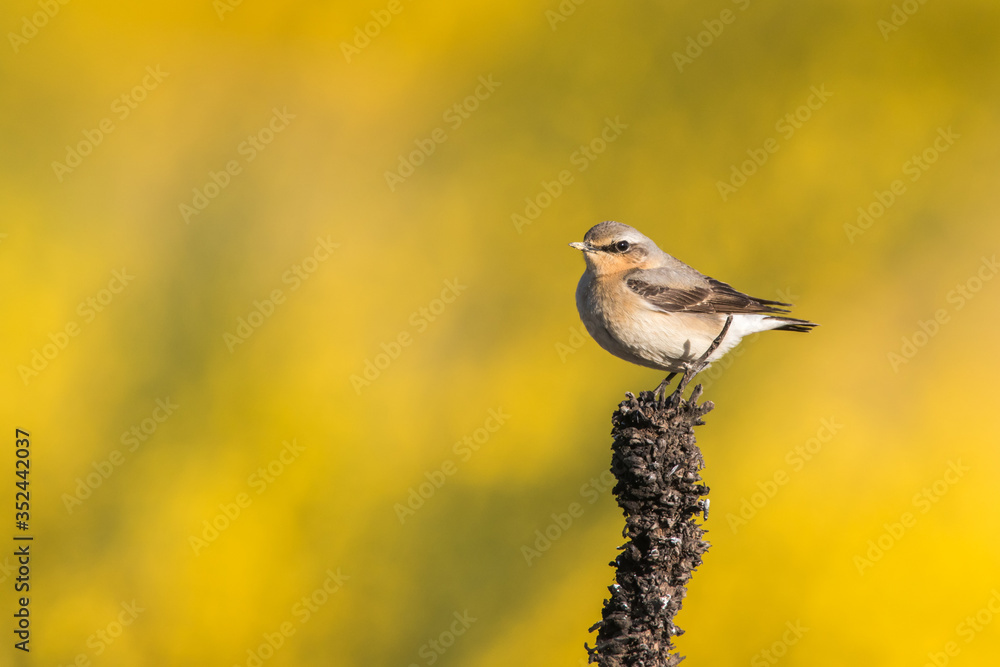 Common wheatear (Oenanthe oenanthe)