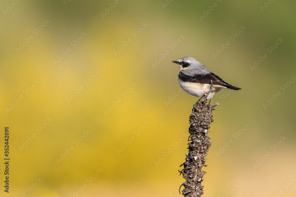 Common wheatear (Oenanthe oenanthe)