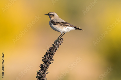 Obraz na płótnie Common wheatear (Oenanthe oenanthe) w salonie